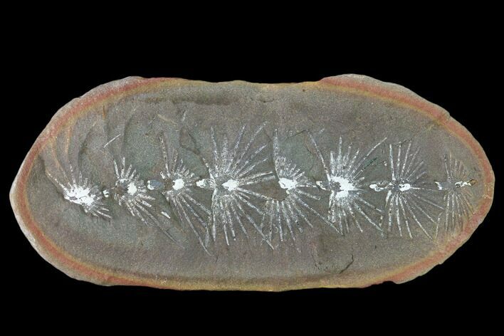 Fossil Horsetail (Asterophyllites) Nodule - Mazon Creek #134867